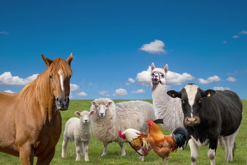 Qué videos interesantes sobre animales de la granja puedo ver 7 Qué videos interesantes sobre animales de la granja puedo ver