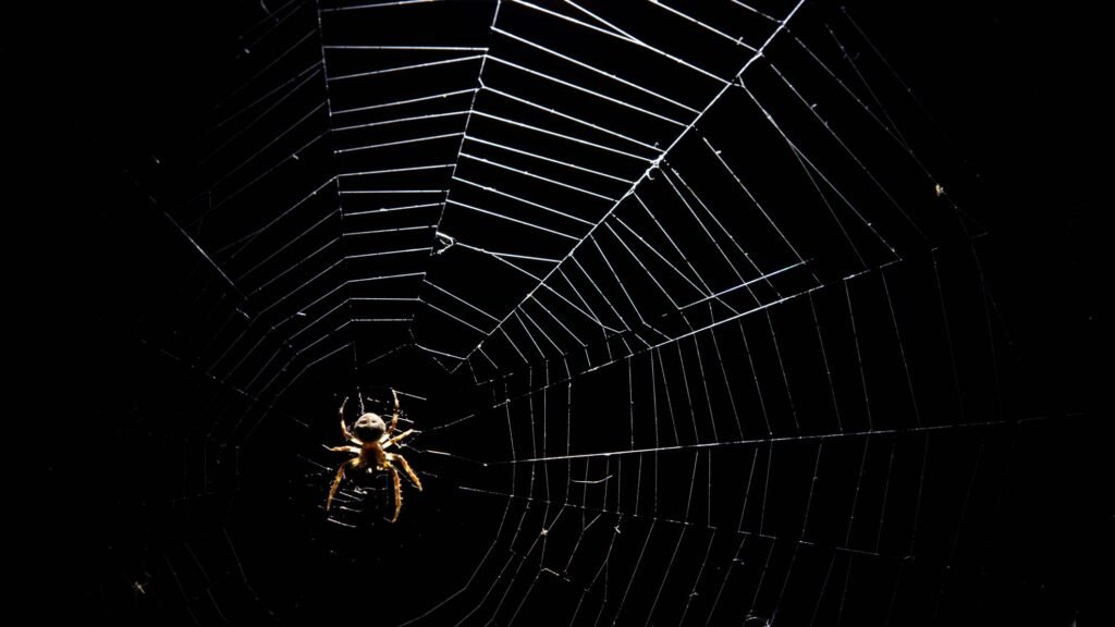 Qué significa soñar con arañas que te pican y su interpretación