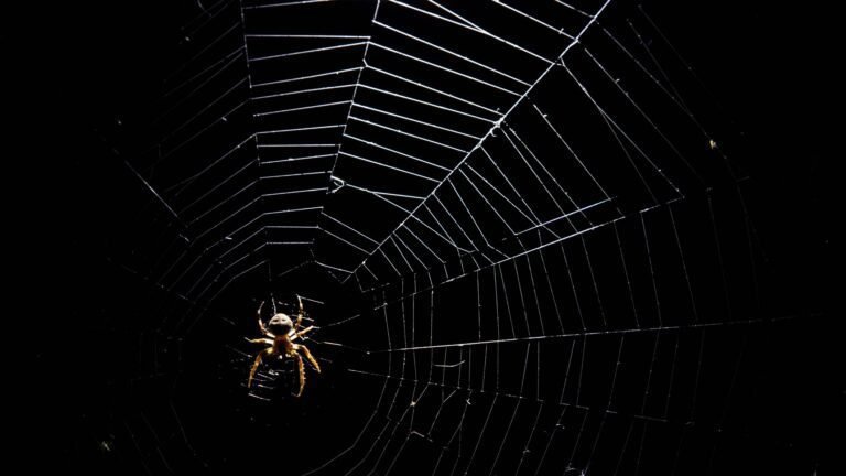 Qué significa soñar con arañas que te pican y su interpretación 17 aranas tejiendo telaranas en la oscuridad