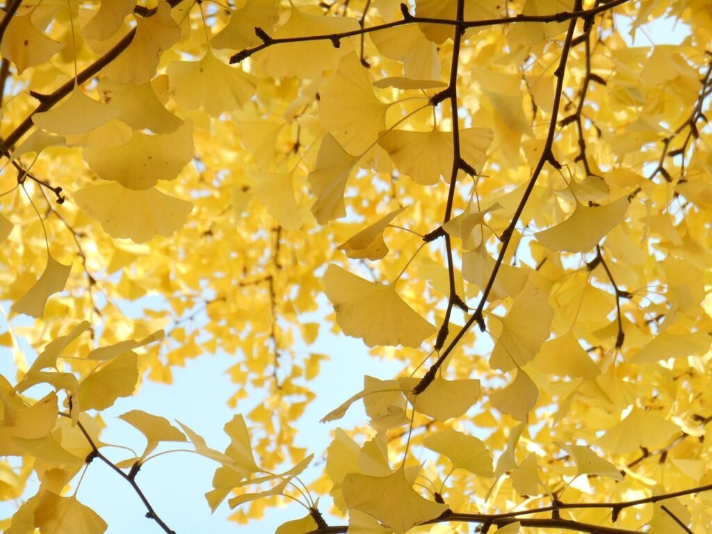 Qué árbol tiene hojas amarillas y cómo cuidarlo adecuadamente 8 Qué árbol tiene hojas amarillas y cómo cuidarlo adecuadamente
