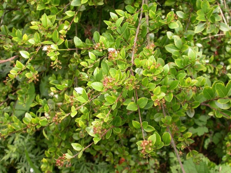 arbol de clavo de olor en la naturaleza