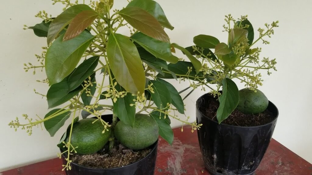 Cuáles son los mejores cuidados para un árbol de palta en casa 6 Cuáles son los mejores cuidados para un árbol de palta en casa