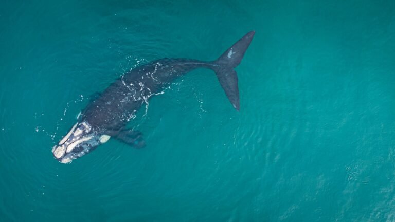 ballena franca austral en el oceano