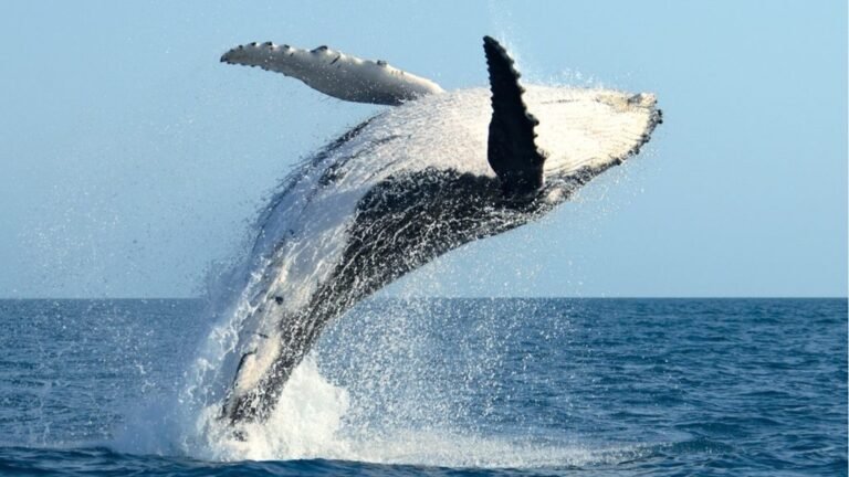 ballena saltando en el mar