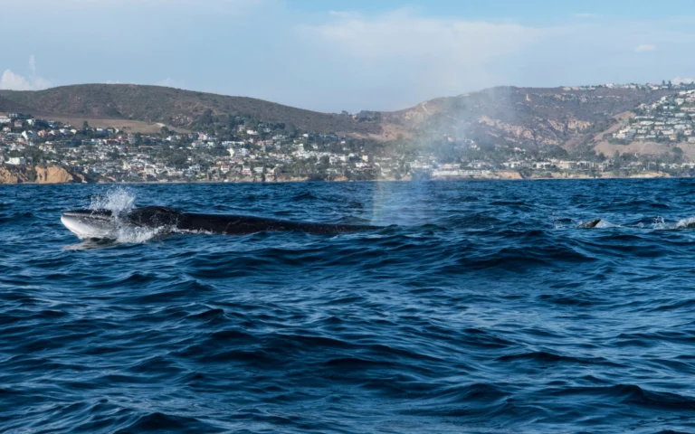 ballenas nadando en aguas argentinas