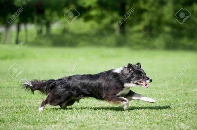 border collie corriendo en un campo verde