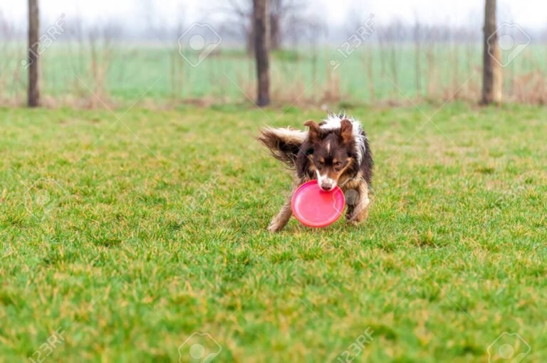 border collie jugando en un campo verde