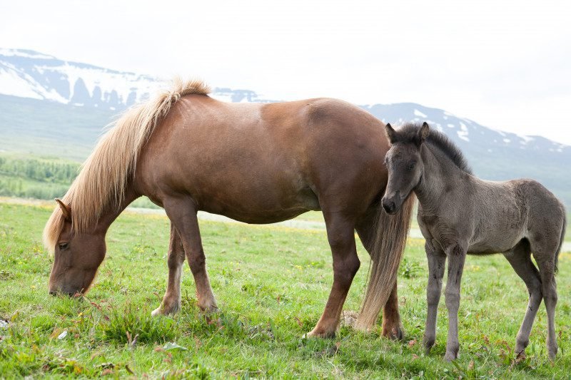 Qué características tienen las botas de potro ideales para malambo sureño