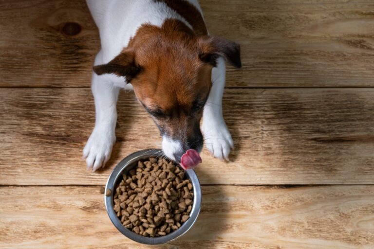cachorros jugando con tazones de comida