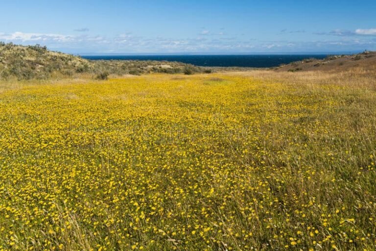 campo lleno de flores amarillas en argentina
