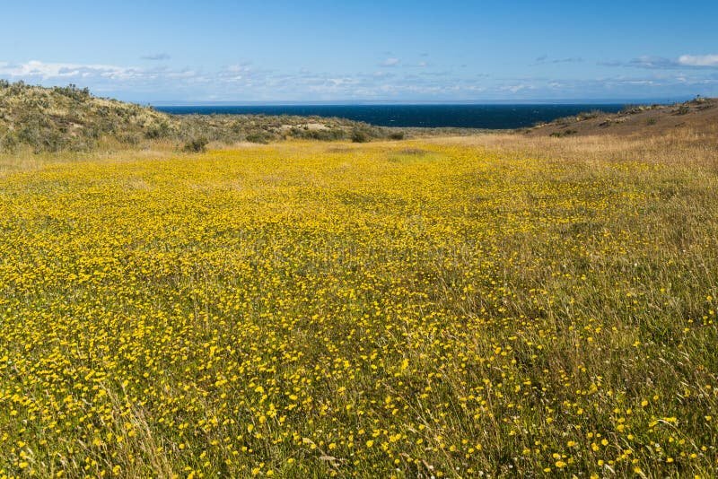 Cuándo florecen las plantas amarillas en Argentina 7 Cuándo florecen las plantas amarillas en Argentina