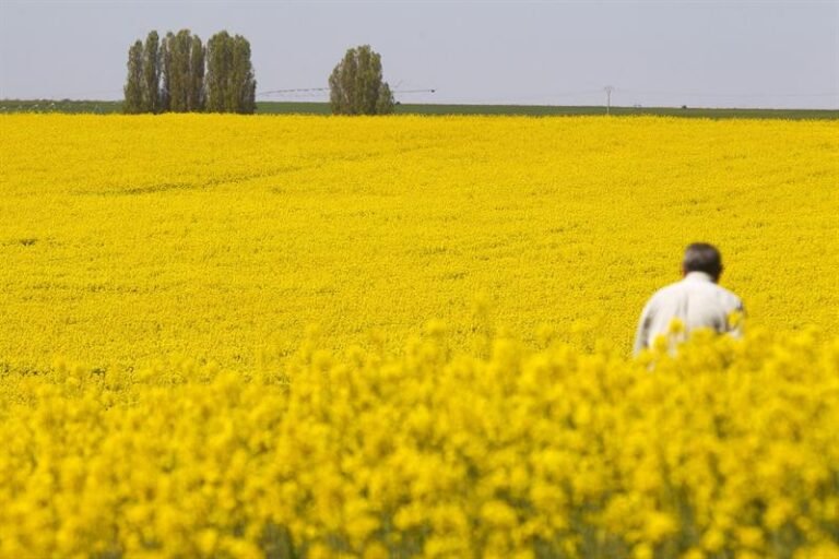 campo lleno de flores amarillas en septiembre