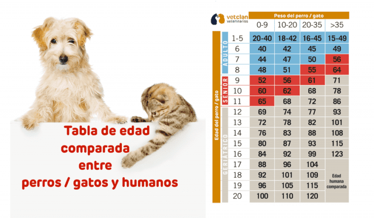 comparacion entre gatos y humanos envejeciendo