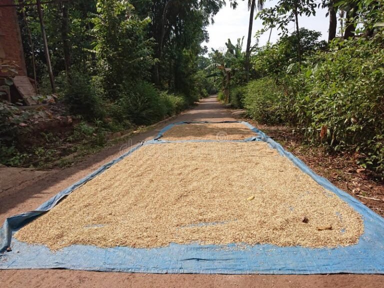 dolares secandose al sol sobre una mesa