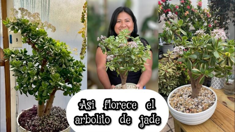 flor de jade en maceta con sol