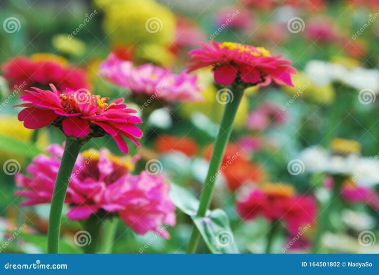 flores brillantes en jardin soleado