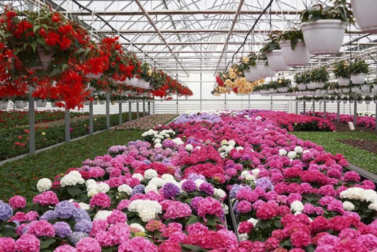 flores vibrantes en un jardin saludable