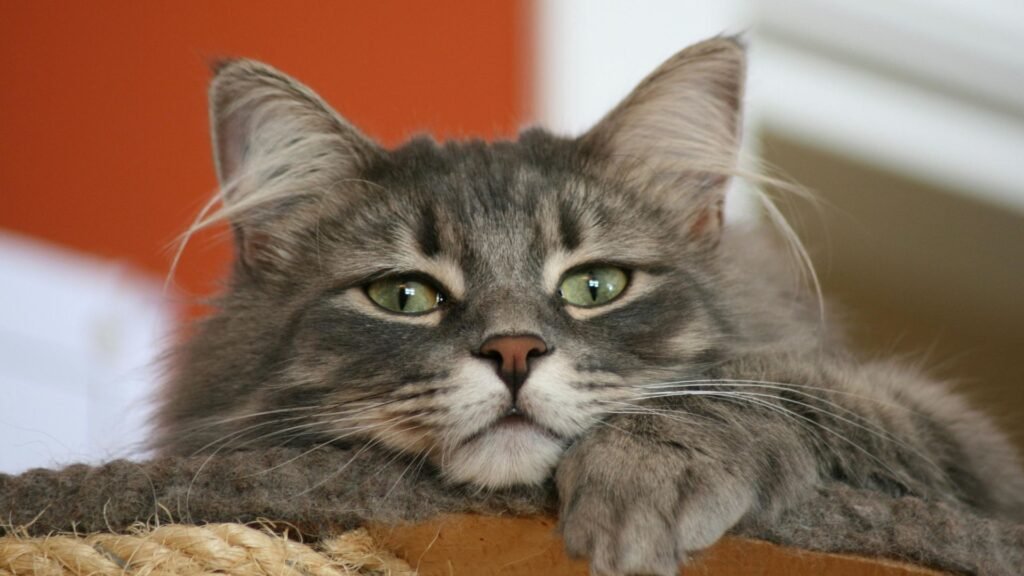 Qué razas de gatos tienen mucho pelo y requieren cuidados especiales 6 Qué razas de gatos tienen mucho pelo y requieren cuidados especiales