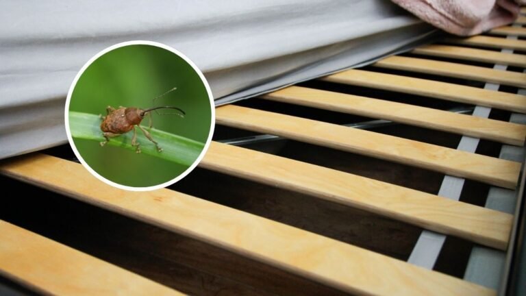 gorgojos en un ambiente domestico