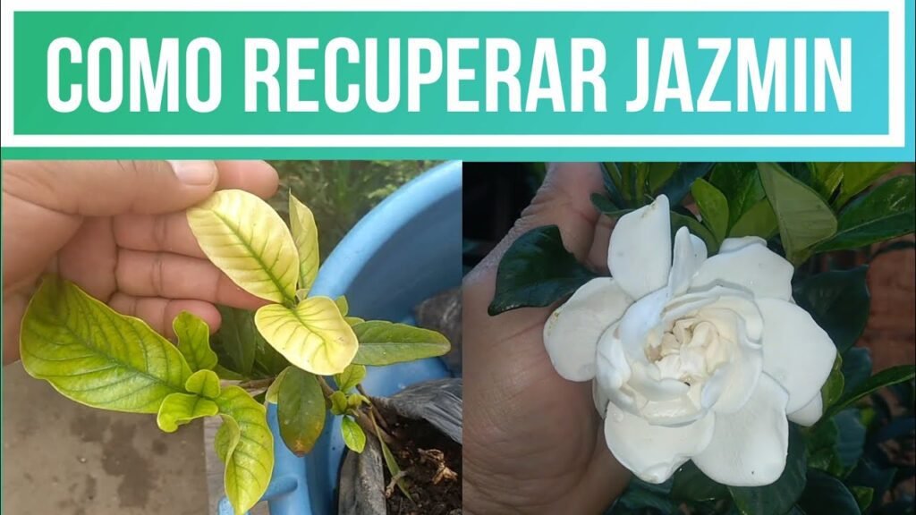 Por qué las hojas de mi jazmín del cabo se están poniendo amarillas