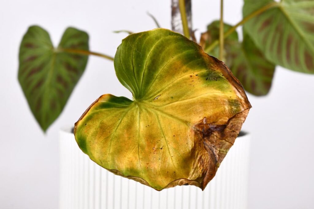 Por qué se ponen amarillas las hojas de mi planta y cómo solucionarlo 5 Por qué se ponen amarillas las hojas de mi planta y cómo solucionarlo