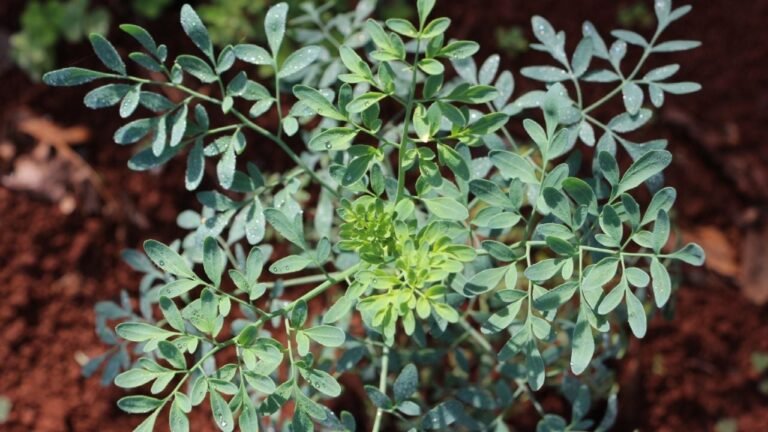 hojas de ruda frescas en una mesa