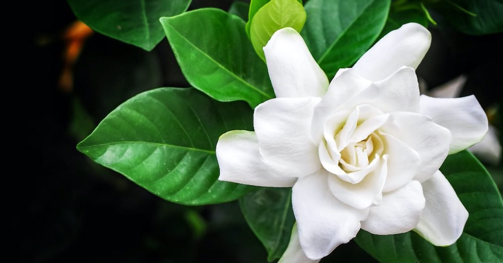 Cada cuánto se riega el jazmín del cabo para un crecimiento saludable 6 Cada cuánto se riega el jazmín del cabo para un crecimiento saludable