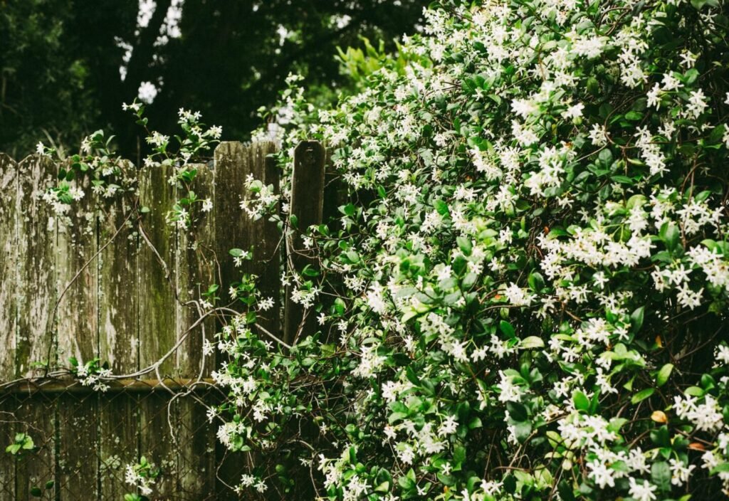 Cómo cuidar correctamente el jazmín del país en tu jardín 8 Cómo cuidar correctamente el jazmín del país en tu jardín