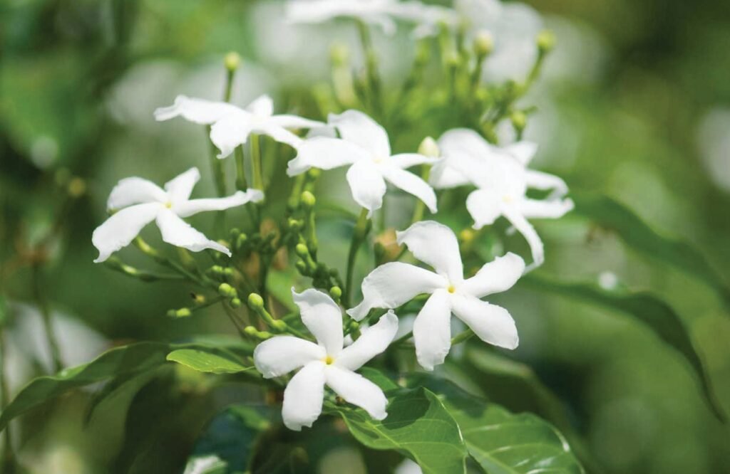 Cómo eliminar plagas en jazmines con remedios caseros efectivos