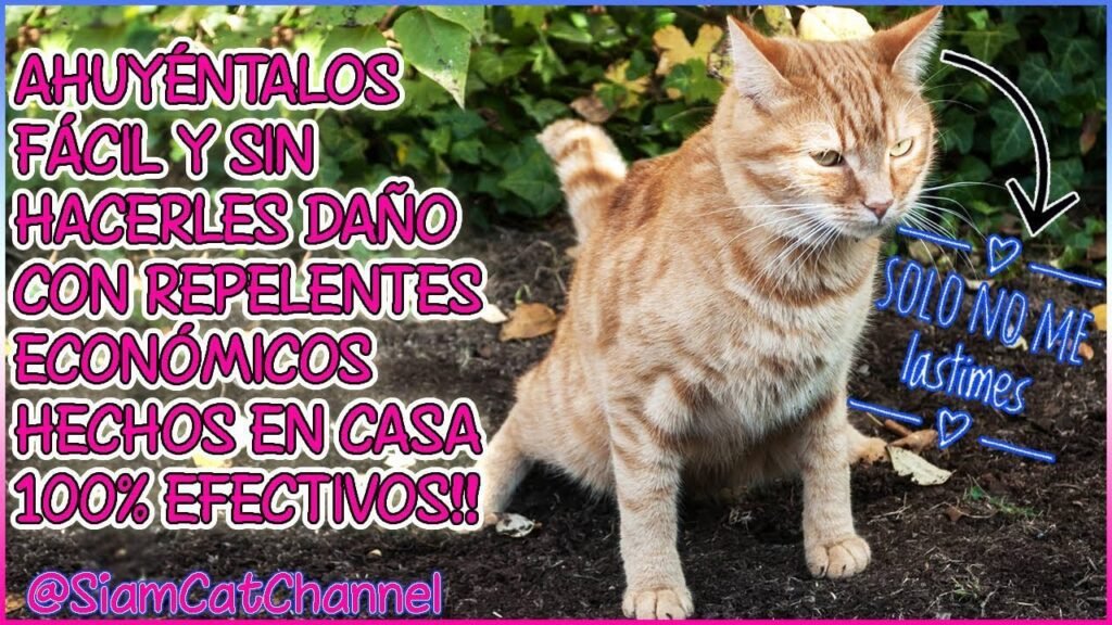 Qué líquido es efectivo para ahuyentar gatos de mi jardín