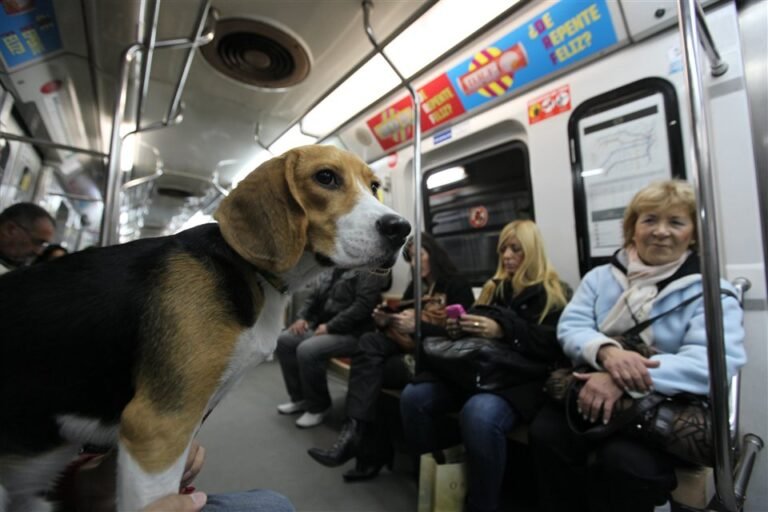 Se pueden llevar mascotas en los trenes argentinos al viajar 27 mascotas felices en un tren argentino