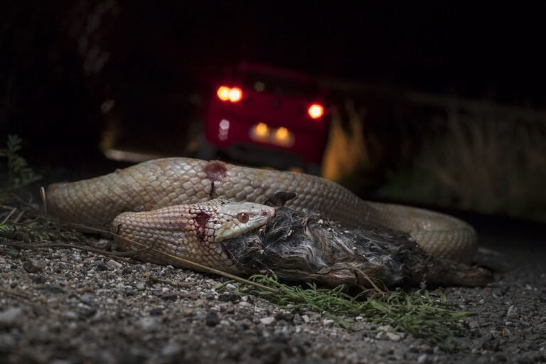 misteriosa vibora en un entorno natural