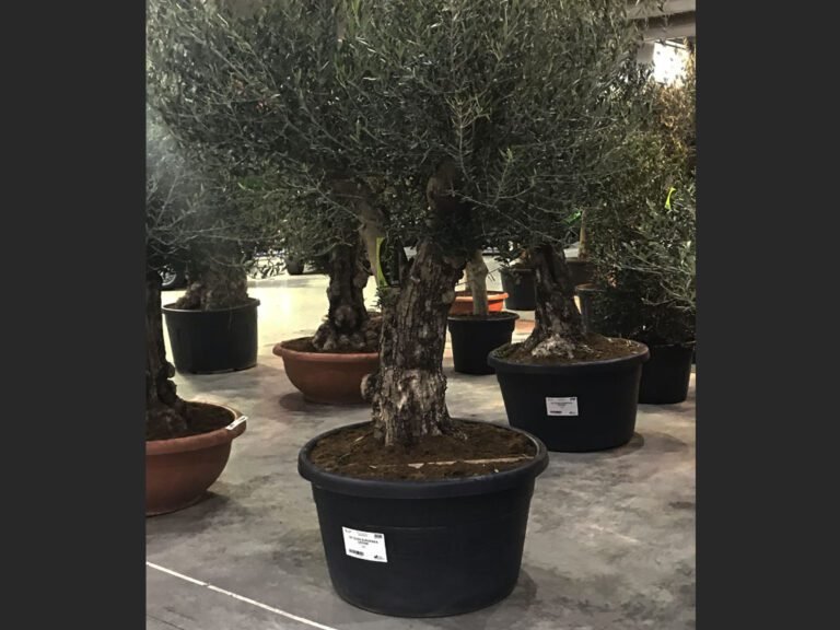 olivo en maceta con luz natural
