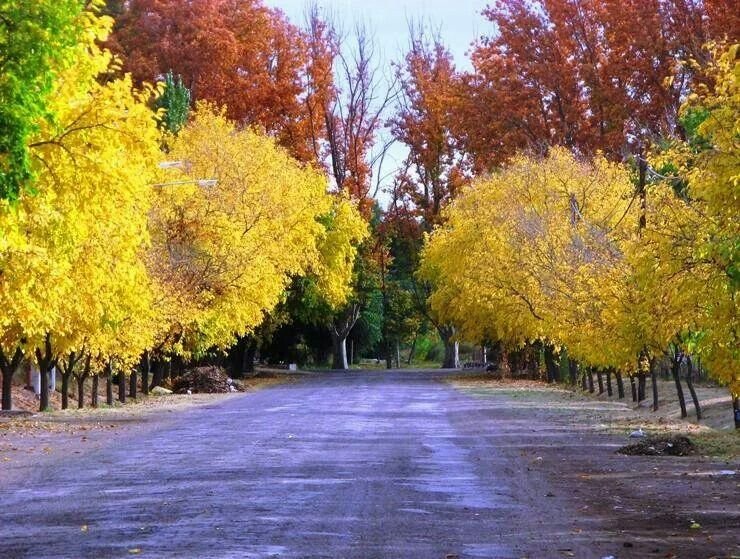 paisaje de general alvear mendoza