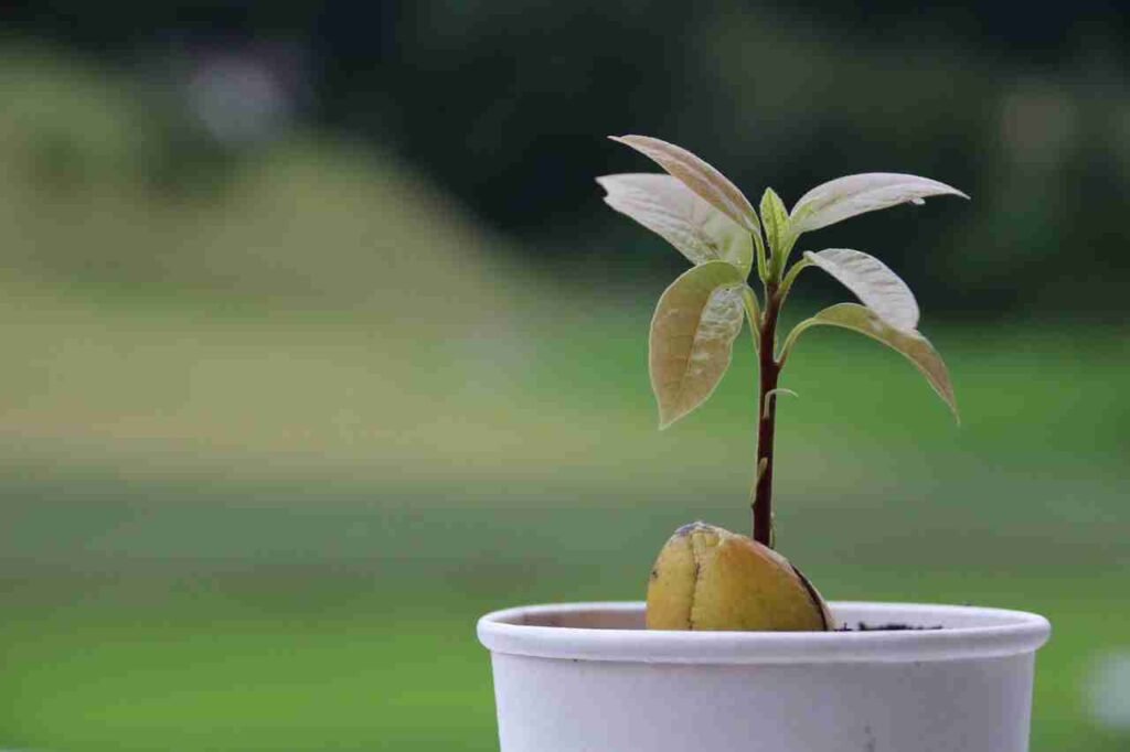 Cuándo es el mejor momento para trasplantar una palta en tu jardín 7 Cuándo es el mejor momento para trasplantar una palta en tu jardín