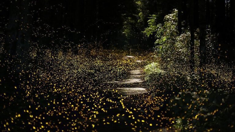 pareja bailando bajo luciernagas en el bosque