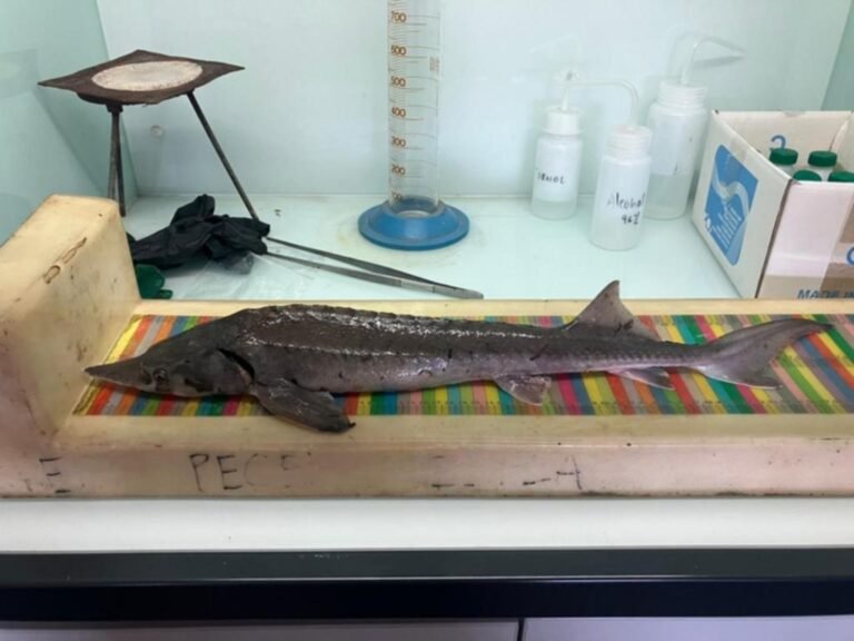 Qué tipos de peces raros se pueden encontrar en La Plata 5 peces exoticos de rio en la plata