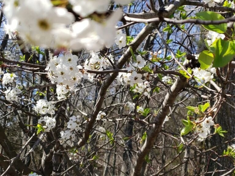 peral en flor en un jardin saludable