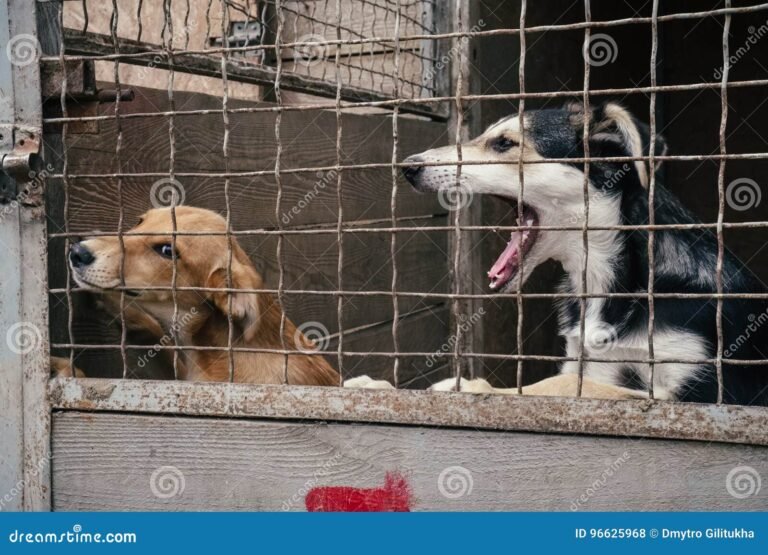 perro adorable en un refugio de animales