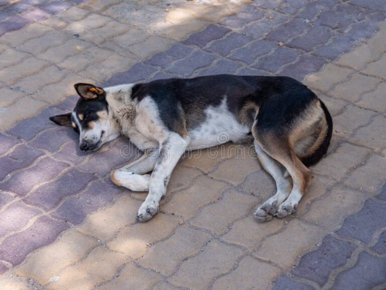 perro callejero en un entorno urbano
