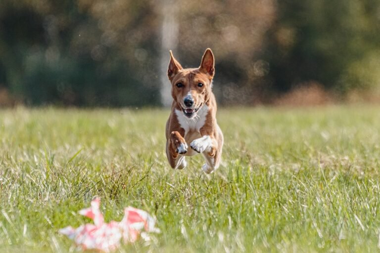 perro corriendo feliz en un parque