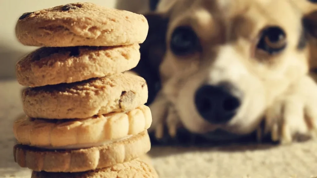 Cómo hacer deliciosas galletas caseras para consentir a tu perro 5 Cómo hacer deliciosas galletas caseras para consentir a tu perro