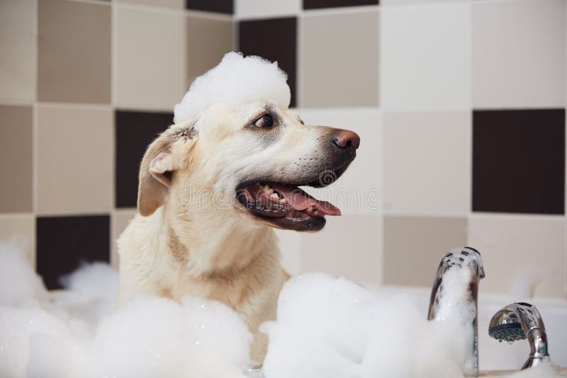 Cómo hacer un shampoo casero para perros que elimine pulgas y garrapatas 4 Cómo hacer un shampoo casero para perros que elimine pulgas y garrapatas