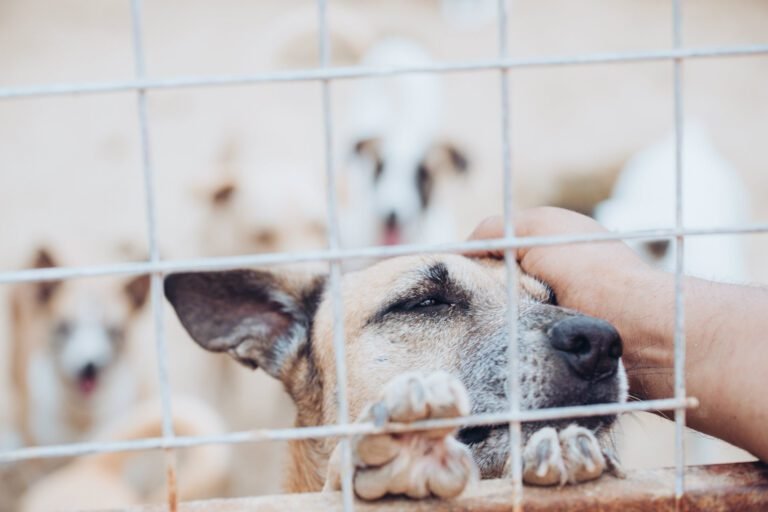 perro feliz en un refugio de animales