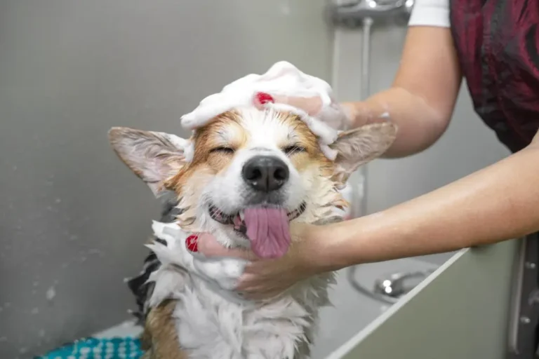 perro feliz siendo banado con shampoo