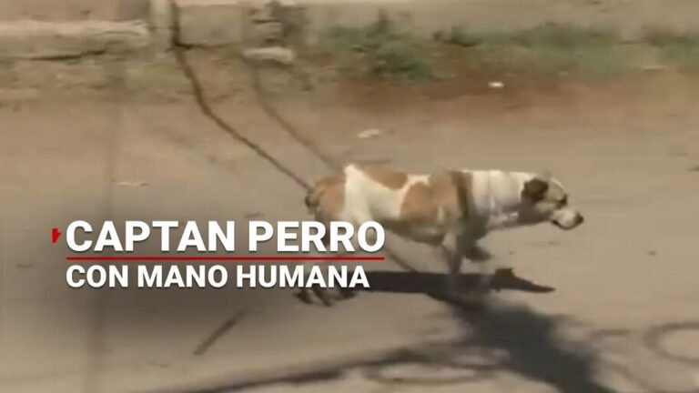 perro pequeno sobre una mano humana