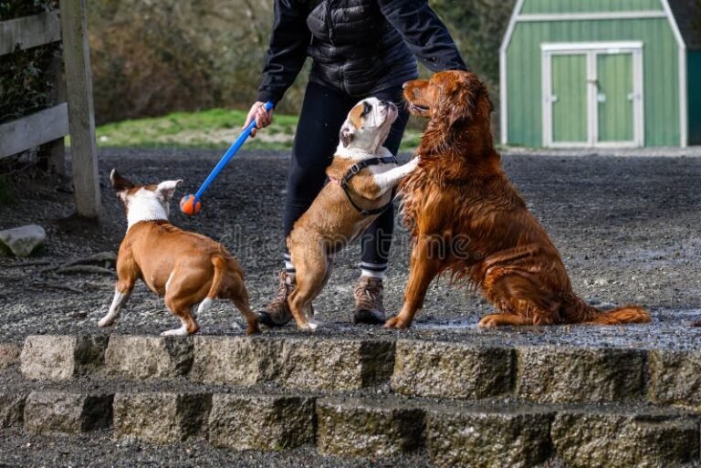 perros jugando en un parque soleado