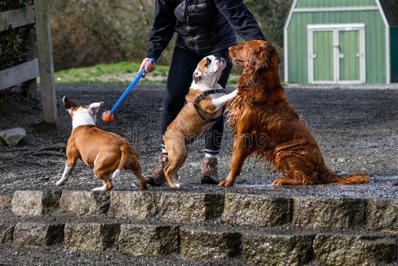 Quiénes son los buenos chicos de Carolina Unrein y qué los hace especiales 1 perros jugando en un parque soleado
