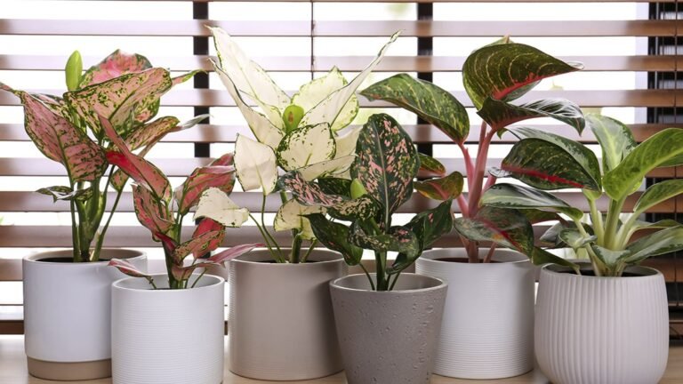 planta con hojas verdes y sanas