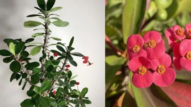 planta corona de cristo en cuidado